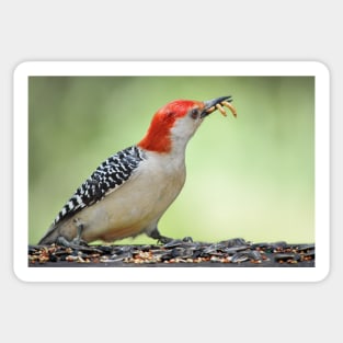 Flicker with mealworms Sticker